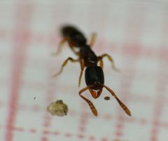Hypoponera opacior