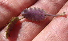 Alepidea delicatula