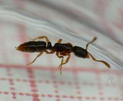 Hypoponera opacior