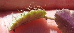 Alepidea delicatula