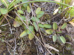 Alepidea delicatula