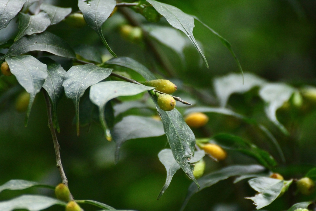 Ficus subincisa (Ficus subincisa)