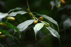 Ficus subincisa