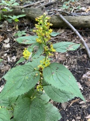 Solidago flexicaulis