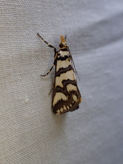 Hednotodes callichroa