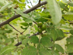 Bursera palmeri