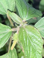 Acalypha arvensis