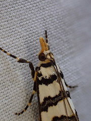 Hednotodes callichroa