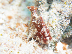 Antennarius pauciradiatus
