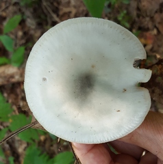 Tricholoma virgatum