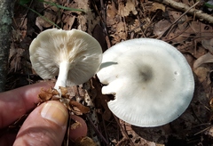 Tricholoma virgatum