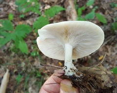 Tricholoma virgatum
