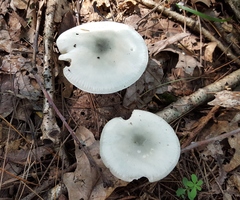 Tricholoma virgatum