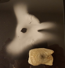 Tricholoma virgatum