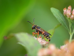 Cerceris bicornuta