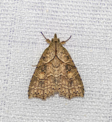 Olulis puncticinctalis