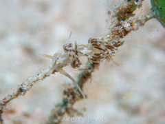 Dondice occidentalis