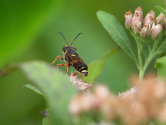 Cerceris bicornuta