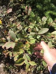 Amelanchier bartramiana