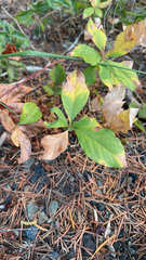 Lysimachia latifolia