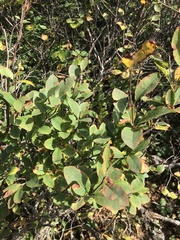 Amelanchier bartramiana