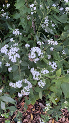 Ageratina altissima
