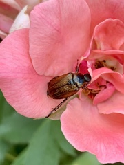 Strigoderma arbicola