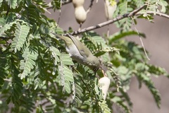 Zosterops abyssinicus