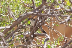 Curruca leucomelaena