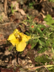 Aureolaria pectinata