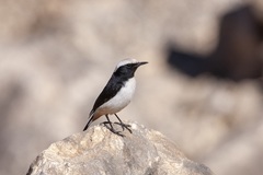 Oenanthe lugentoides