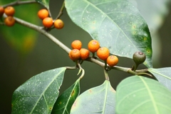 Ficus tinctoria