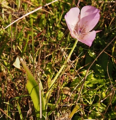 Calochortus uniflorus