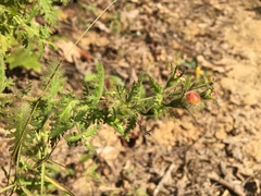 Aureolaria pectinata