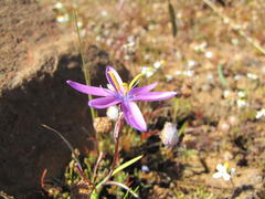 Hesperantha glabrescens