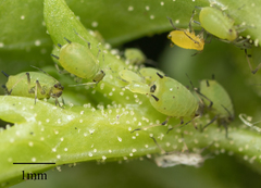 Aphis spiraecola