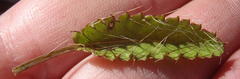 Alepidea delicatula