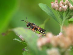 Cerceris bicornuta
