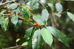 Ficus tinctoria
