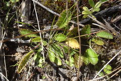 Alepidea delicatula
