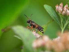 Cerceris bicornuta