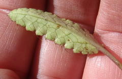 Alepidea delicatula