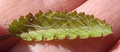 Alepidea delicatula