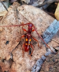 Asynapteron glabriolum