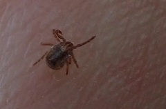 Haemaphysalis longicornis