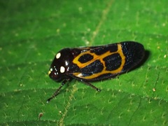Trichoscarta chersonesia