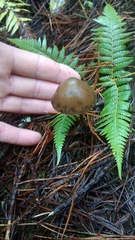 Psilocybe aucklandiae