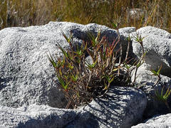 Pentameris obtusifolia