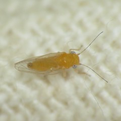 Heteropsylla