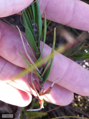 Pentameris obtusifolia